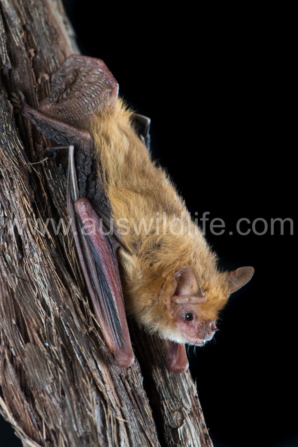 pygmy-long-eared-bat-nyctophilus-walkeri-2