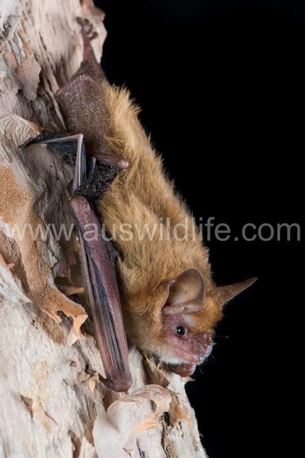 pygmy-long-eared-bat-nyctophilus-walkeri-3