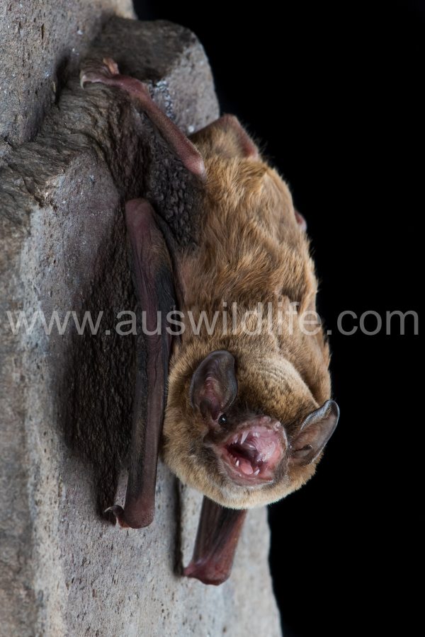 northern-bentwing-bat-miniopterus-orianae-orianae