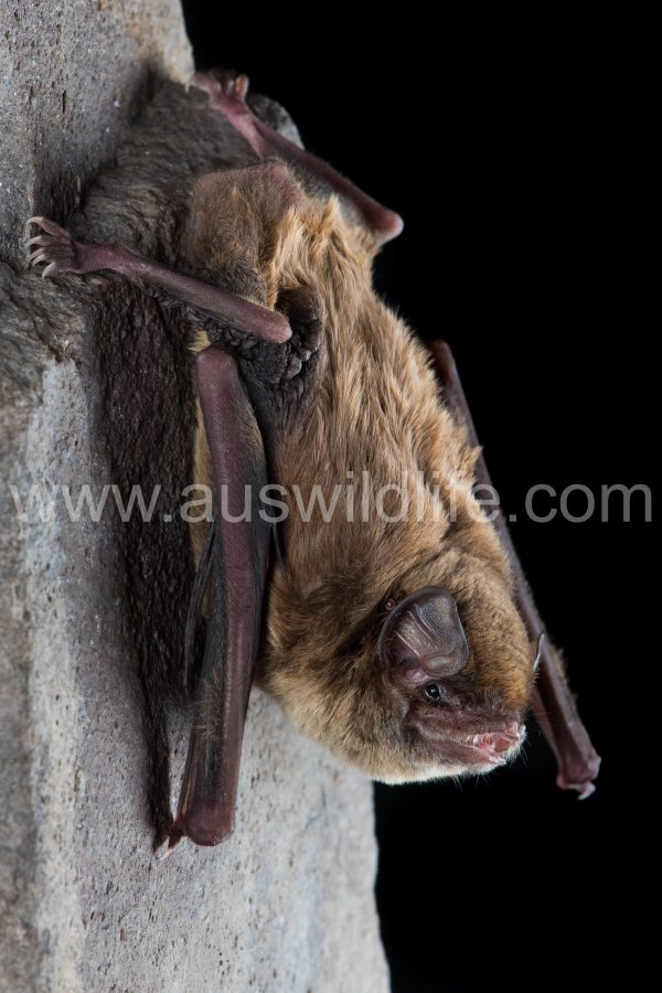 northern-bentwing-bat-miniopterus-orianae-orianae-2