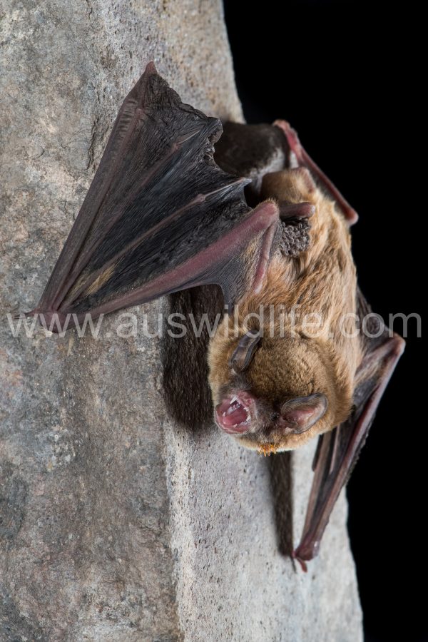 northern-bentwing-bat-miniopterus-orianae-orianae-3