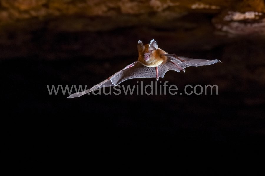 dusky-leaf-nosed-bat-hipposideros-ater-3