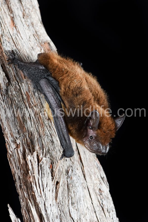 forest-pipistrelle-pipistrellus-adamsi
