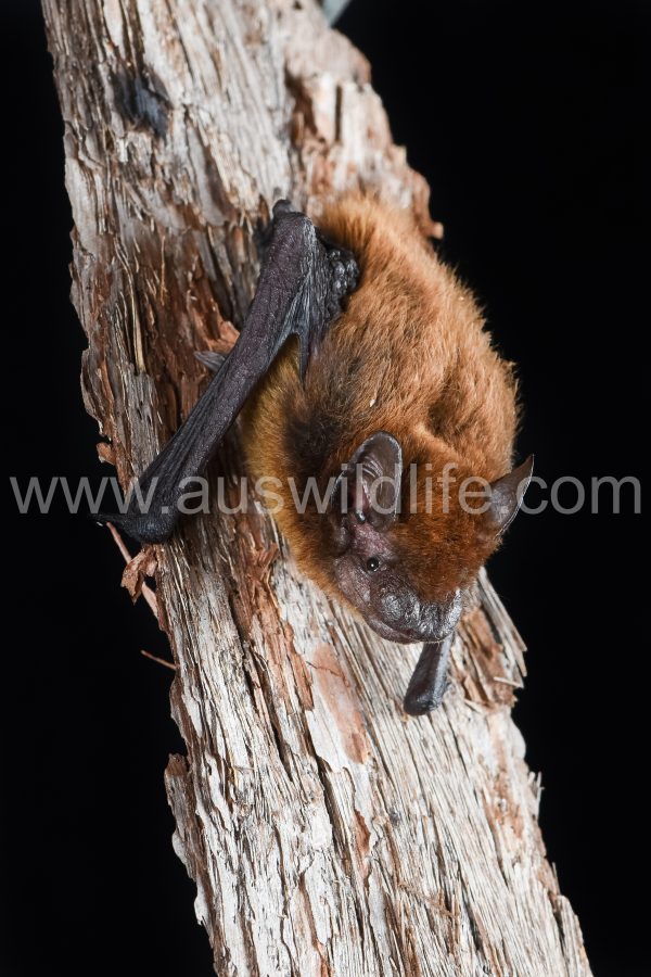 forest-pipistrelle-pipistrellus-adamsi-2