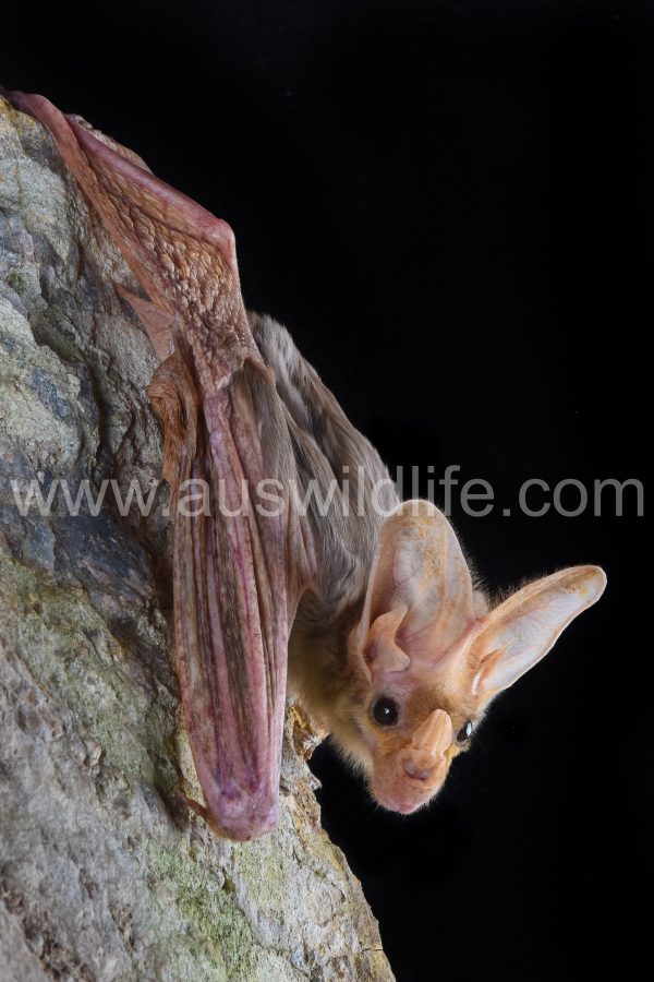 ghost-bat-macroderma-gigas-12