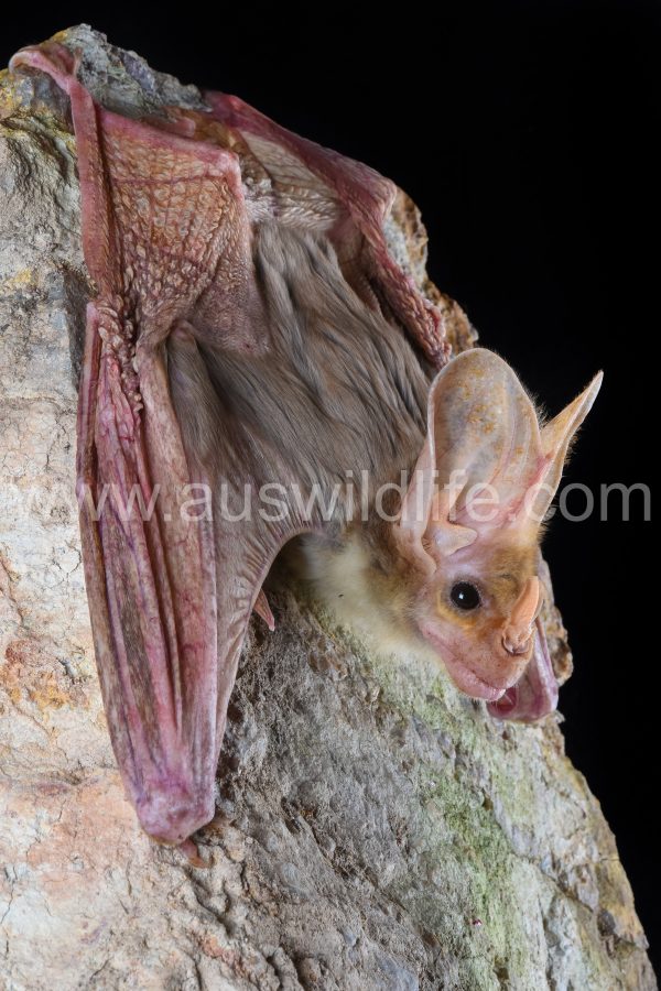 ghost-bat-macroderma-gigas-13