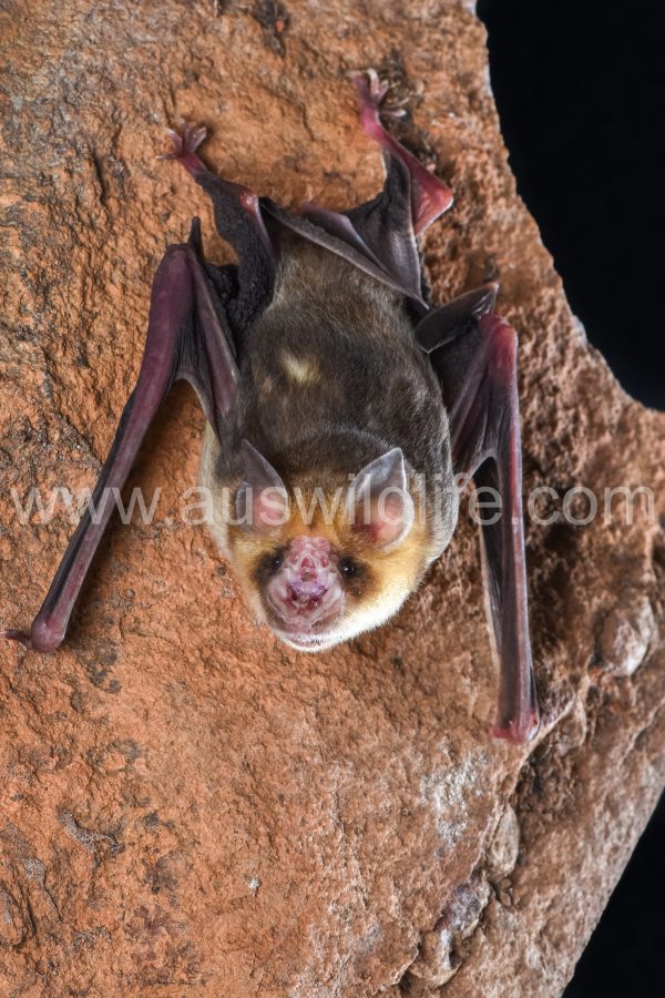 orange-leaf-nosed-bat-rhinonicteris-aurantia