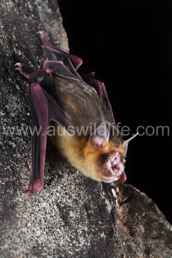 orange-leaf-nosed-bat-rhinonicteris-aurantia-2