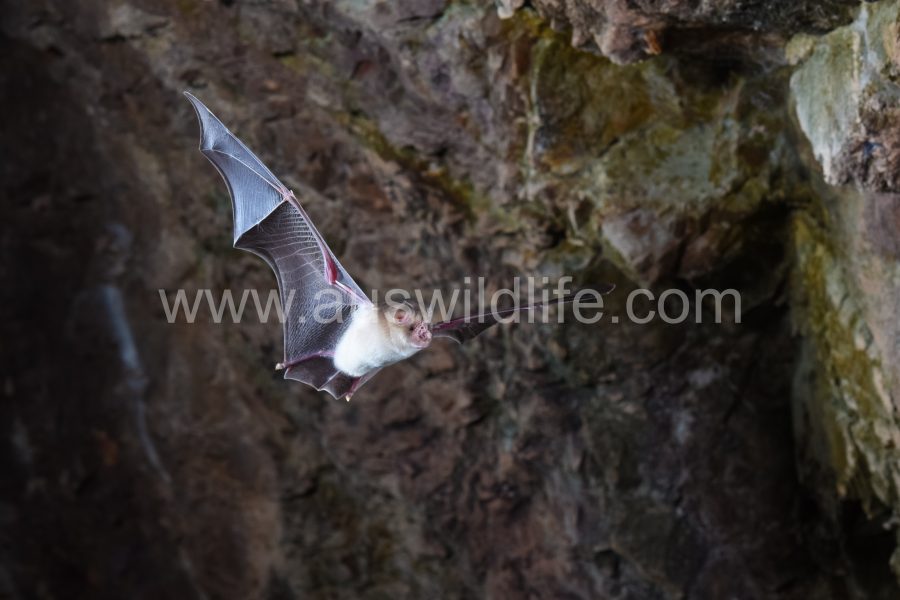 orange-leaf-nosed-bat-rhinonicteris-aurantia-3