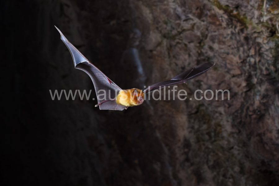 orange-leaf-nosed-bat-rhinonicteris-aurantia-4