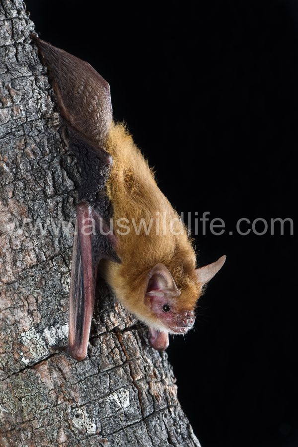 pygmy-long-eared-bat-nyctophilus-walkeri-4