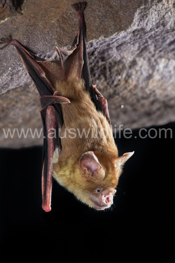 arnhem-leaf-nosed-bat-hipposideros-inornatus