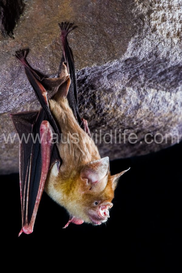 arnhem-leaf-nosed-bat-hipposideros-inornatus-3