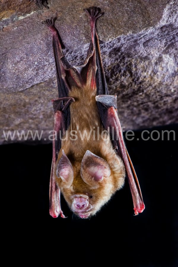 arnhem-leaf-nosed-bat-hipposideros-inornatus-4