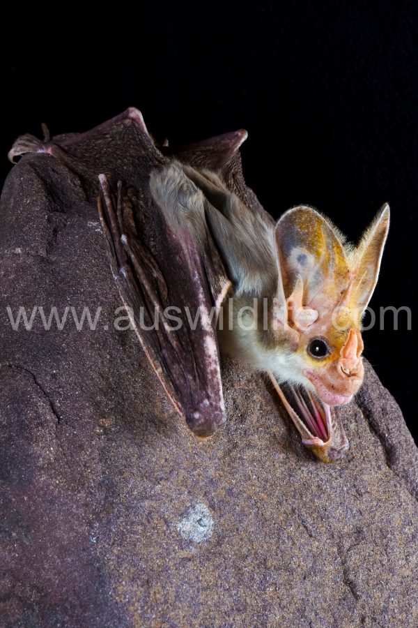 ghost-bat-macroderma-gigas-15