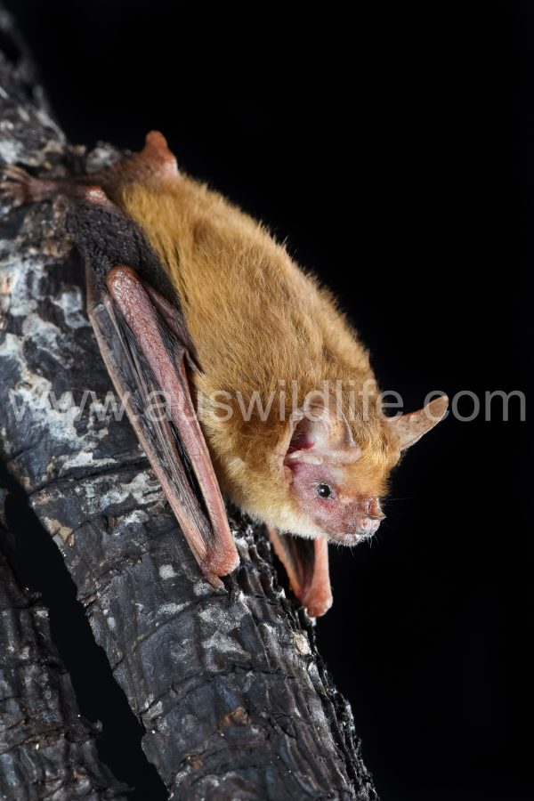 pygmy-long-eared-bat-nyctophilus-walkeri