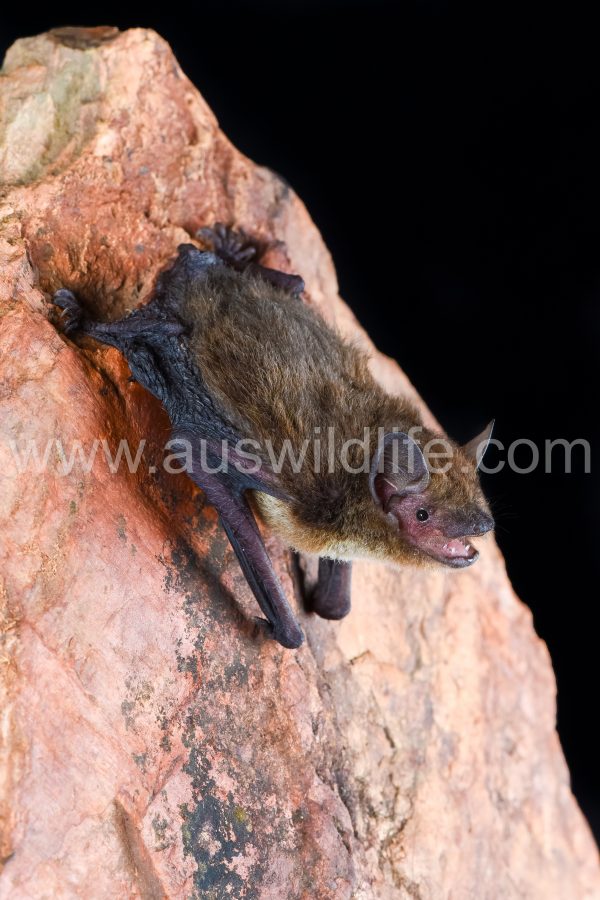 northern-cave-bat-vespadelus-caurinus-2