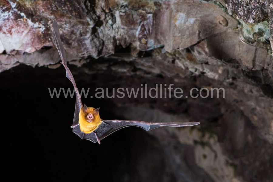 orange-leaf-nosed-bat-rhinonicteris-aurantia-5