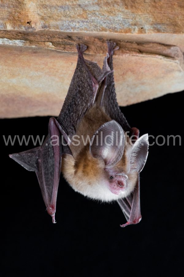 dusky-leaf-nosed-bat-hipposideros-ater-6