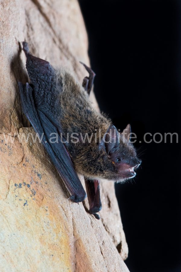 northern-cave-bat-vespadelus-caurinus-3