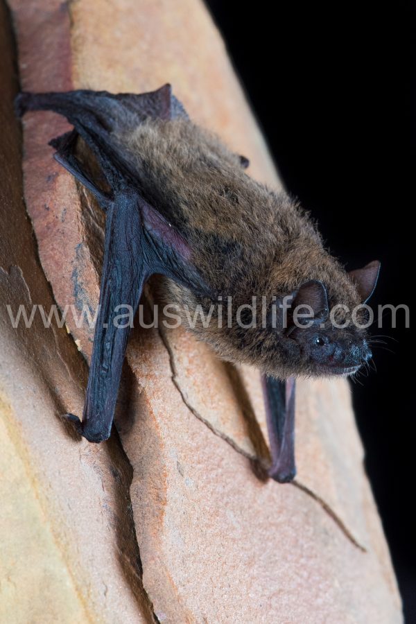 northern-cave-bat-vespadelus-caurinus-4