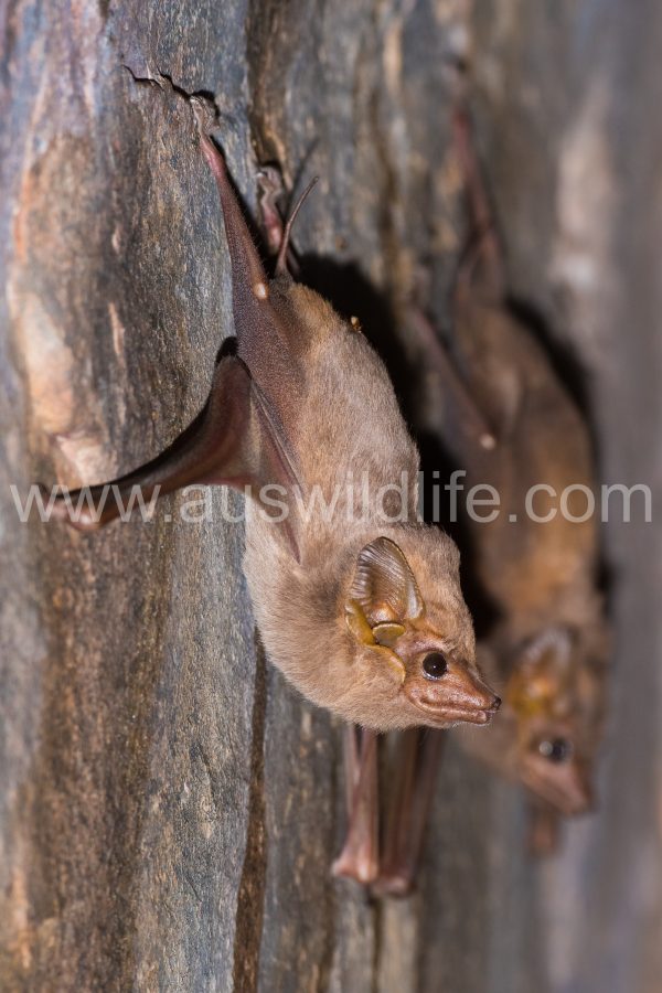 common-sheathtail-bat-taphozous-georgianus-3