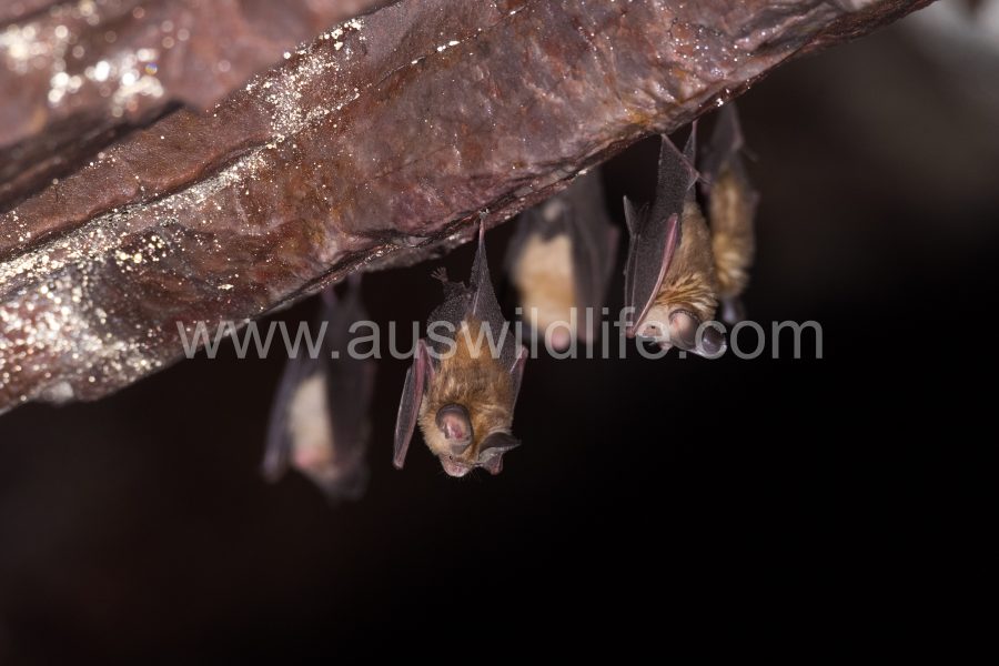 dusky-leaf-nosed-bat-hipposideros-ater-7