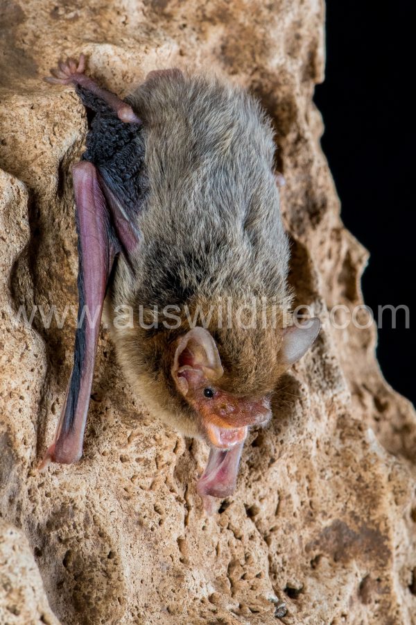 kimberley-cave-bat-vespadelus-douglasorum