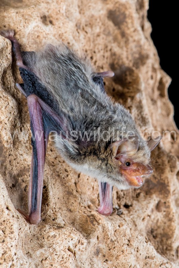 kimberley-cave-bat-vespadelus-douglasorum-2