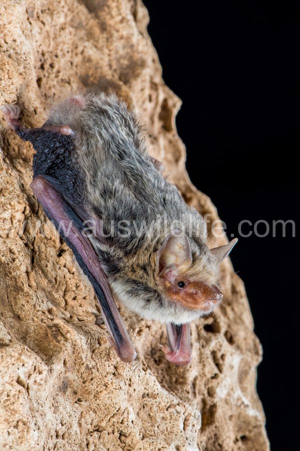 kimberley-cave-bat-vespadelus-douglasorum-3