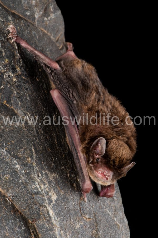 southern-long-fingered-bat-miniopterus-orianae-bassanii-4