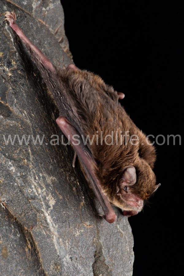 southern-long-fingered-bat-miniopterus-orianae-bassanii