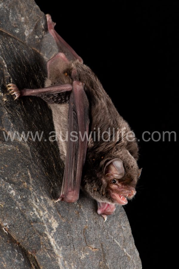southern-long-fingered-bat-miniopterus-orianae-bassanii-2