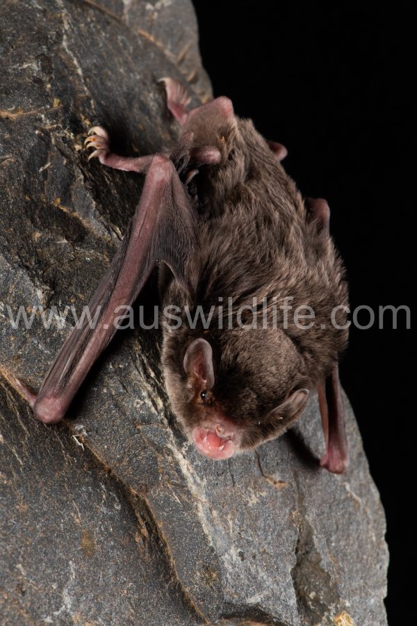 southern-long-fingered-bat-miniopterus-orianae-bassanii-3