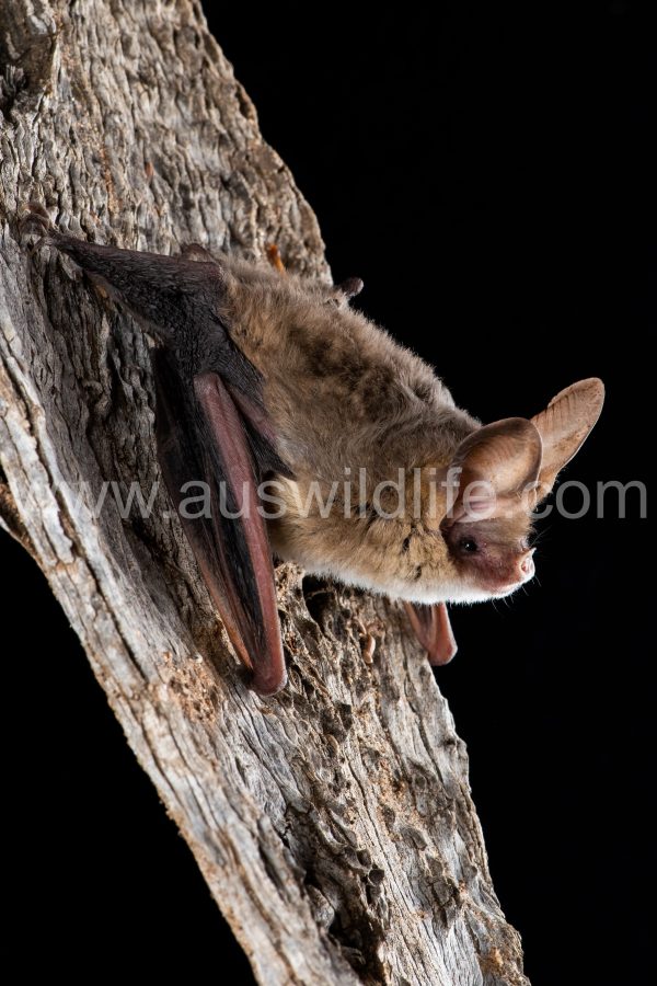 western-long-eared-bat-nyctophilus-major-ssp-tor-4
