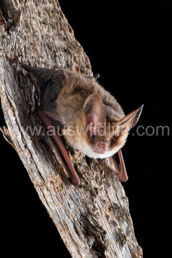 western-long-eared-bat-nyctophilus-major-ssp-tor