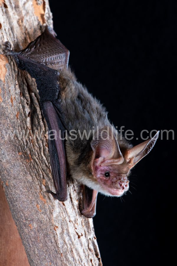 western-long-eared-bat-nyctophilus-major-major