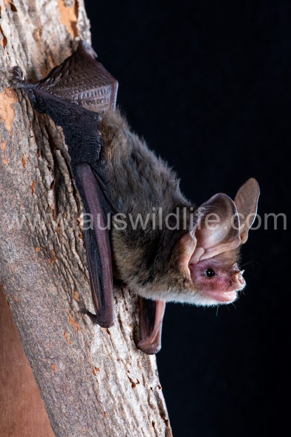 western-long-eared-bat-nyctophilus-major-major-2