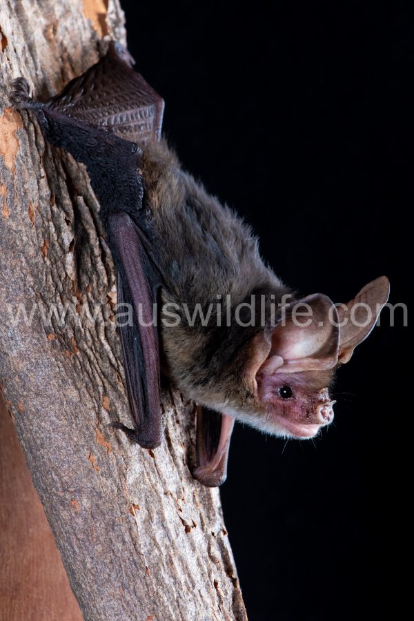 western-long-eared-bat-nyctophilus-major-major-3