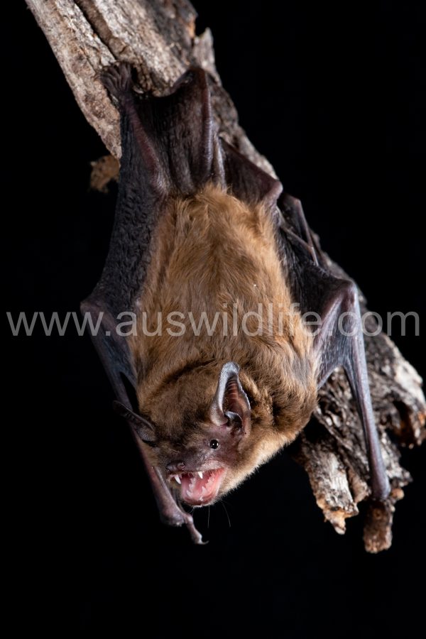 western-false-pipistrelle-falsistrellus-mackenziei