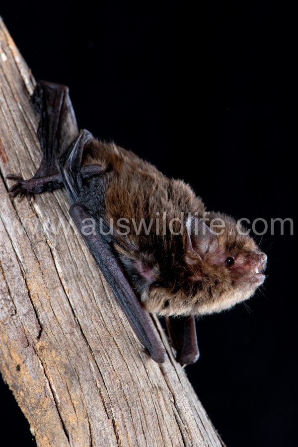 southern-forest-bat-vespadelus-regulus-8