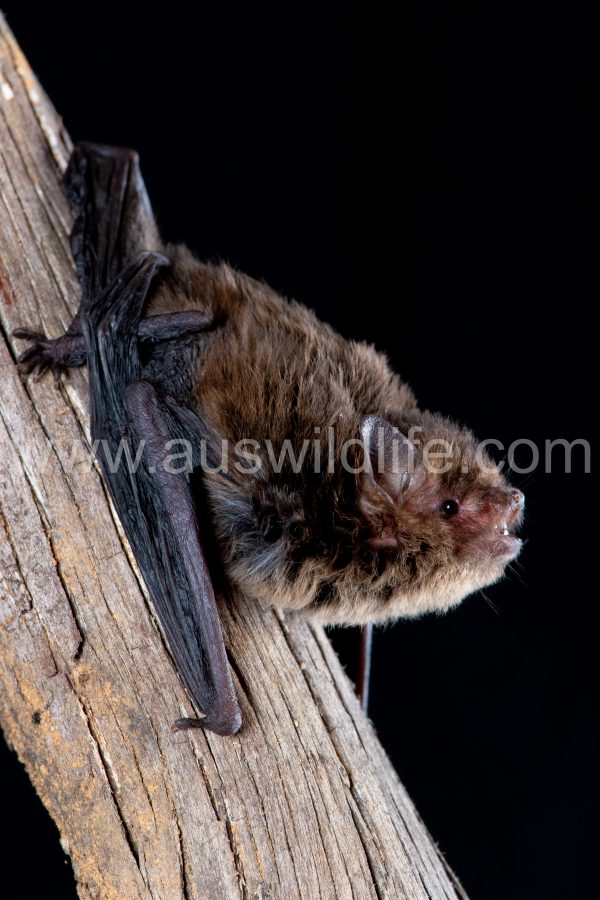 southern-forest-bat-vespadelus-regulus-9