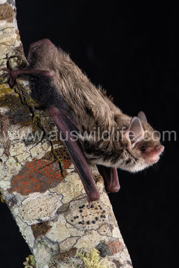 southern-forest-bat-vespadelus-regulus-6