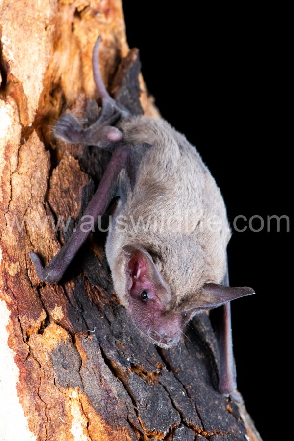 western-freetail-bat-ozimops-kitcheneri-2