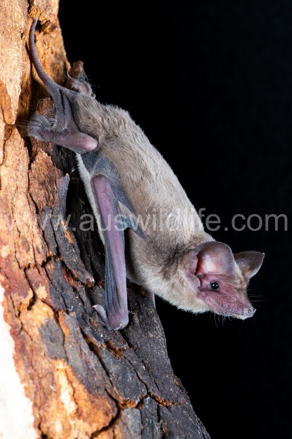 western-freetail-bat-ozimops-kitcheneri-3