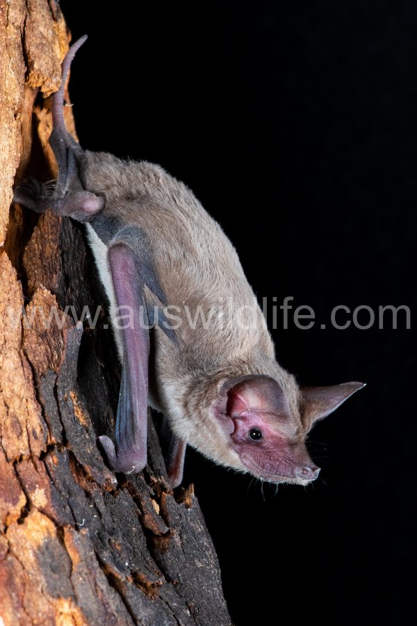western-freetail-bat-ozimops-kitcheneri-4