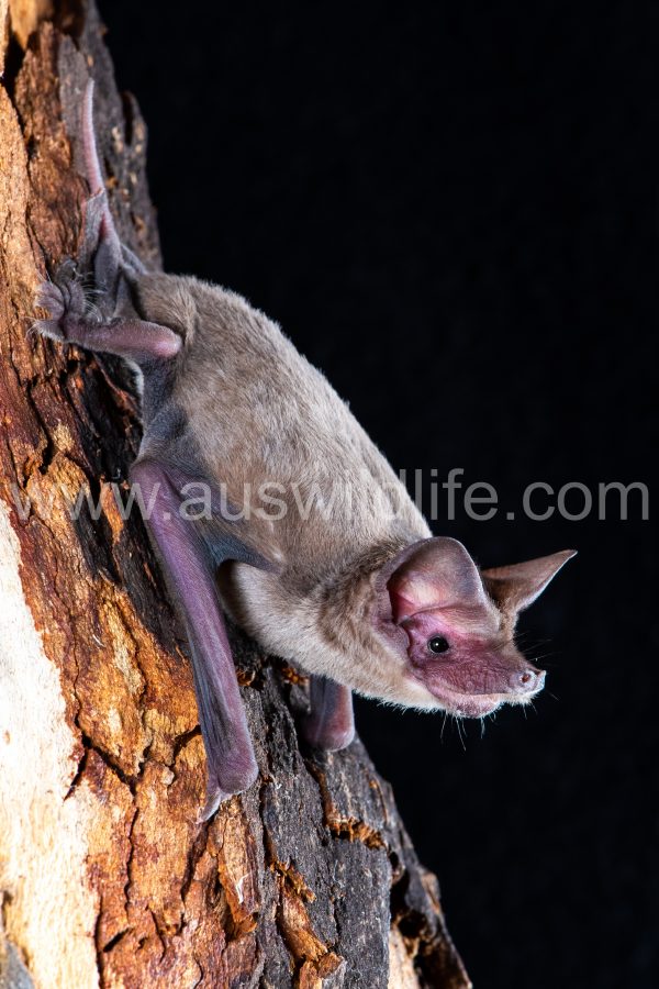 western-freetail-bat-ozimops-kitcheneri