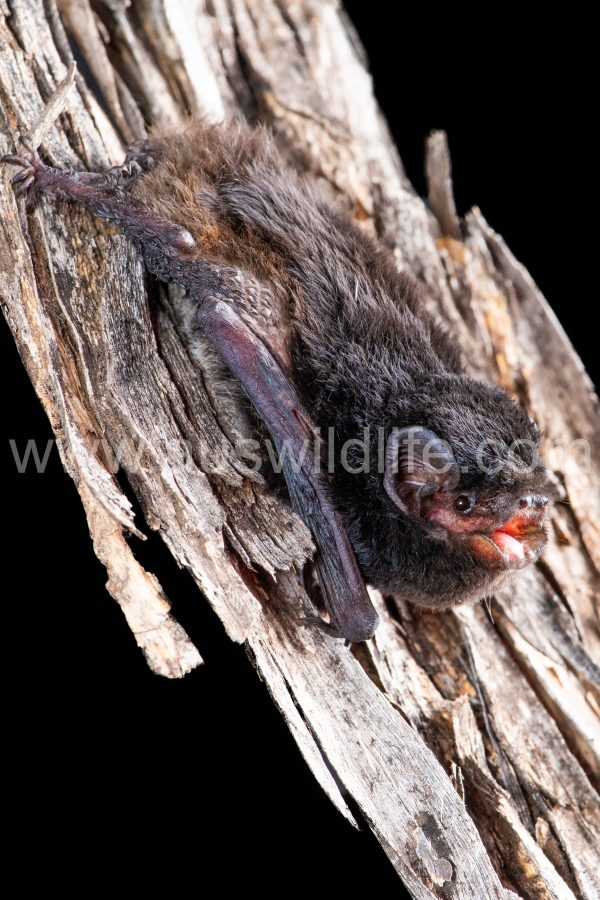 little-pied-bat-chalinolobus-picatus-7