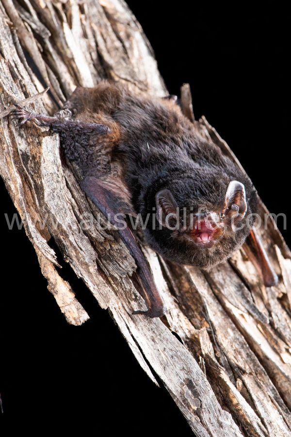little-pied-bat-chalinolobus-picatus-8