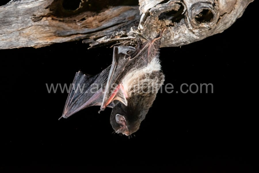 little-pied-bat-chalinolobus-picatus-6